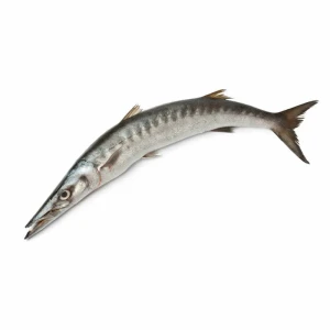Barracuda 1kg