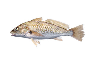 Croaker 1kg