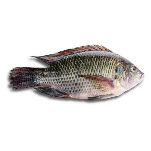 Tilapia 1kg